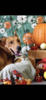 Brownie Boy -  Collie Dog for Adoption in Berea, Kentucky - Brownie Boy | PetCurious