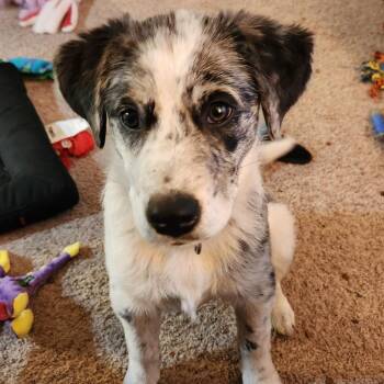 Rescue Australian Cattle Dog Blue Heeler and Mixed Breed Dogs for Adoption in Rochester, Minnesota - Maliki Chibul | PetCurious