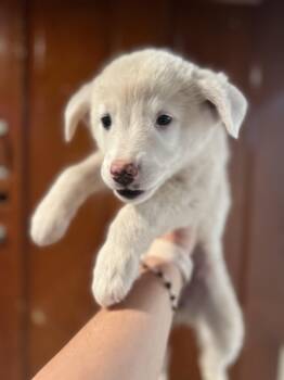 Rescue Australian Shepherd Dogs for Adoption in Fort Collins, Colorado - Tot | PetCurious