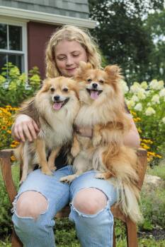 Rescue Pomeranian Dogs for Adoption in Chester Springs, Pennsylvania - Kyle & Keith | PetCurious
