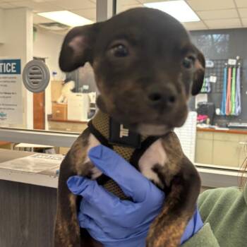 Mixed Breed Dogs Available for Adoption - Chuck Norris | PetCurious