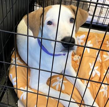 Duke -  Hound Dog for Adoption in Parma, Ohio - Duke | PetCurious