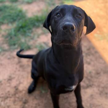 River -  Labrador Retriever Dog for Adoption - River | PetCurious