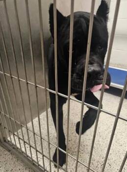 Palazzos - ADOPTED -  Cane Corso and Mixed Breed Dog for Adoption in Atlanta, Georgia - Palazzos - ADOPTED | PetCurious
