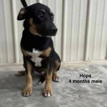 Rescue Mixed Breed Dogs for Adoption in Rockville, Maryland - Hops | PetCurious