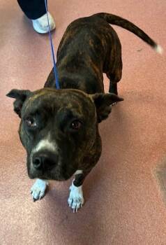 Rescue American Staffordshire Terrier and Mixed Breed Dogs for Adoption in Tallahassee, Florida - LILA | PetCurious