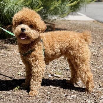Oatmeal -  Miniature Poodle Dog for Adoption in East Hampton, New York - Oatmeal | PetCurious