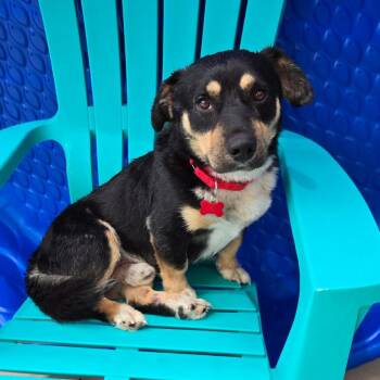 Trike -  Basset Hound and Cardigan Welsh Corgi Dog for Adoption in Freeport, Florida - Trike | PetCurious