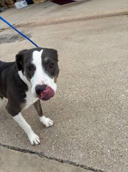 JOKER*** -  Pit Bull Terrier and Mixed Breed Dog for Adoption in Belton, Texas - JOKER*** | PetCurious