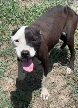 Minnie -  Mixed Breed Dog for Adoption in Chesterfield, South Carolina - Minnie | PetCurious