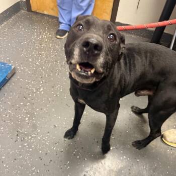 Boo -  Mixed Breed Dog for Adoption in Columbiana, Alabama - Boo | PetCurious