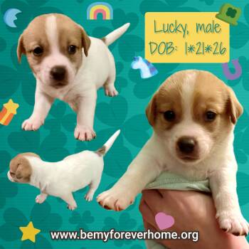 Chiweenie Dogs Available for Adoption - Lucky | PetCurious