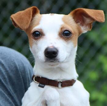 Chihuahua and Terrier Dogs Available for Adoption in Kansas City, Kansas - Arthur (AO36320) | PetCurious