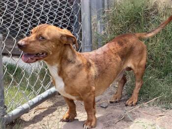 Chad -  Dachshund Dog for Adoption in Canutillo, Texas - Chad | PetCurious