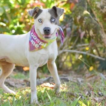 Mixed Breed Dogs Available for Adoption - Lola | PetCurious