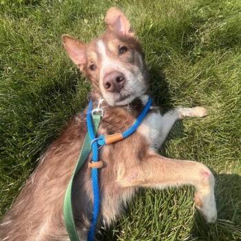 Kingston -  Siberian Husky Dog for Adoption in Matteson, Illinois - Kingston | PetCurious