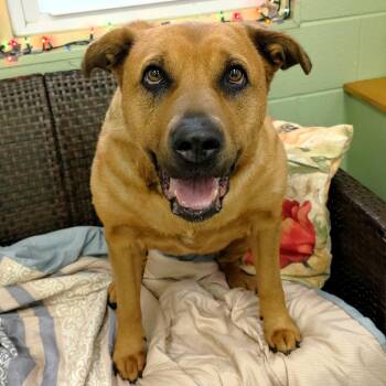 Zoey -  German Shepherd Dog and Mixed Breed Dog Available for Adoption in Michigan City, Indiana - Zoey | PetCurious