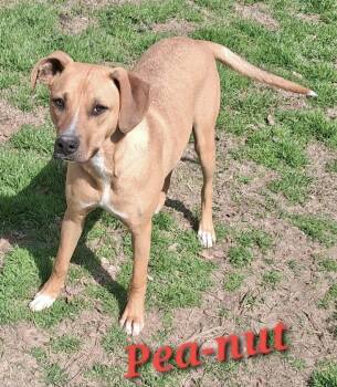 Hound Dogs Available for Adoption - Pea-nut | PetCurious