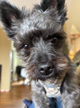 Terrier Dogs Available for Adoption in Toronto, Ontario - Loki | PetCurious