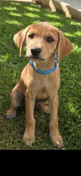Nino 4mo AVA 9/16 -  Labrador Retriever Dog for Adoption in Sterling, Massachusetts - Nino 4mo AVA 9/16 | PetCurious