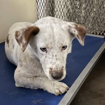 Cattle Dog and Corgi Dogs Available for Adoption in Stephenville, Texas - Sky | PetCurious