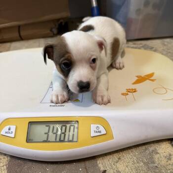 Conroe Puppy 7 -  Chihuahua and Terrier Dog for Adoption in Montgomery, Texas - Conroe Puppy 7 | PetCurious