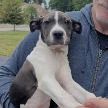 Pit Bull Terrier Dogs Available for Adoption in Richmond, Virginia - Ivy | PetCurious
