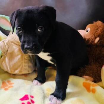 Mattie -  American Staffordshire Terrier Dog for Adoption in San Antonio, Texas - Mattie | PetCurious