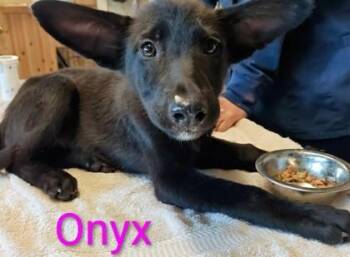 Onyx -  Labrador Retriever and Mixed Breed Dog for Adoption in Kansas City, Missouri - Onyx | PetCurious