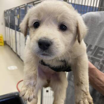 Labrador Retriever Dogs Available for Adoption in Austin, Texas - Barnard | PetCurious