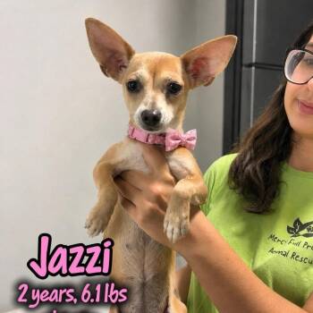 Jazzi -  Chihuahua and None Dog for Adoption in Tampa, Florida - Jazzi | PetCurious