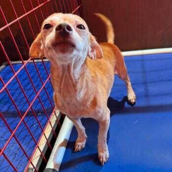 Willy -  Chihuahua Dog for Adoption in Madill, Oklahoma - Willy | PetCurious
