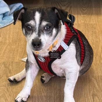 Chihuahua Dogs Available for Adoption in San Francisco, California - Malcolm 13359 | PetCurious