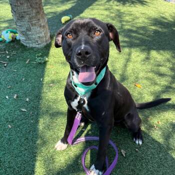 Nacho -  Mixed Breed Dog for Adoption - Nacho | PetCurious