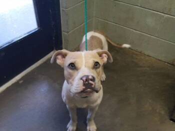 KIMMY -  Boxer and Mixed Breed Dog for Adoption in Tulsa, Oklahoma - KIMMY | PetCurious