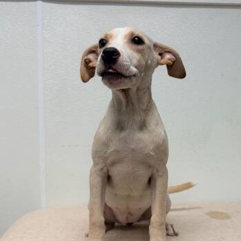 Akira -  Terrier Dog for Adoption in Belleville, Illinois - Akira | PetCurious