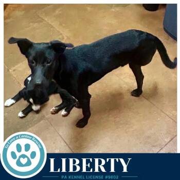 Liberty 091226 -  Labrador Retriever Dog for Adoption in Kimberton, Pennsylvania - Liberty 091226 | PetCurious