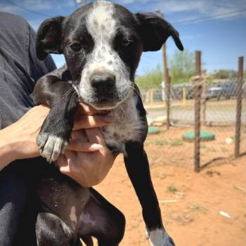 Mixed Breed and Australian Shepherd Dogs Available for Adoption in Wadena, Minnesota - Poppy | PetCurious