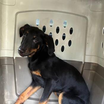 Edgar -  Terrier and Mixed Breed Dog for Adoption in Montgomery, Alabama - Edgar | PetCurious