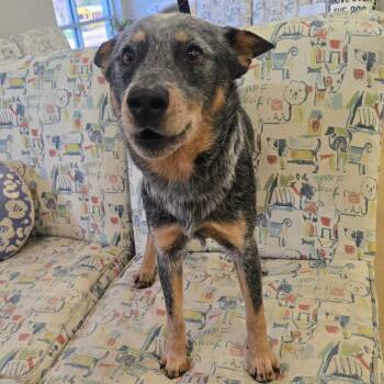 Australian Cattle Dog Blue Heeler Dogs Available for Adoption - Bluey - 022610U | PetCurious
