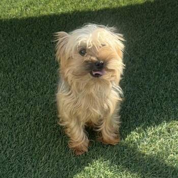 Yorkshire Terrier Dogs Available for Adoption in Zionsville, Indiana - Carson | PetCurious