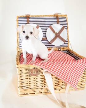 Chihuahua and Mixed Breed Dogs Available for Adoption in Coachella, California - Scout | PetCurious