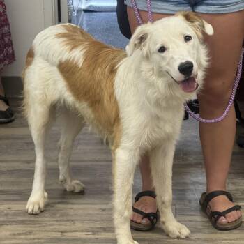 Al -  Australian Shepherd and Anatolian Shepherd Dog for Adoption in Sonora, California - Al | PetCurious