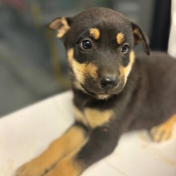 Saturn -  Mixed Breed Dog for Adoption in Columbiana, Alabama - Saturn | PetCurious