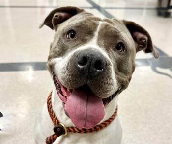 Pit Bull Terrier Dogs Available for Adoption in Santa Rosa, California - CHARLOTTE | PetCurious