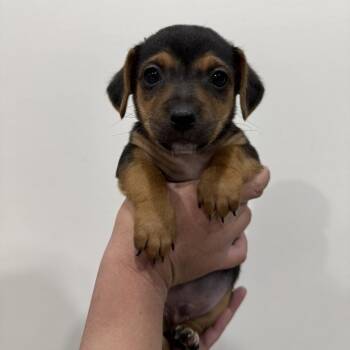 Mixed Breed Dogs Available for Adoption - Serpens | PetCurious