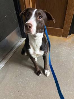 Pit Bull Terrier Dogs Available for Adoption - Carrie | PetCurious