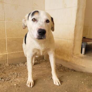 Bella 7001 -  Cattle Dog and Mixed Breed Dog for Adoption in Loxahatchee Groves, Florida - Bella 7001 | PetCurious