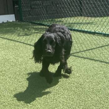 Maggie 8170 -  English Cocker Spaniel Dog for Adoption in Loxahatchee Groves, Florida - Maggie 8170 | PetCurious