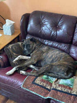 Rescue Boxer and Mixed Breed Dogs for Adoption in Chattanooga, Tennessee - Brandy | PetCurious